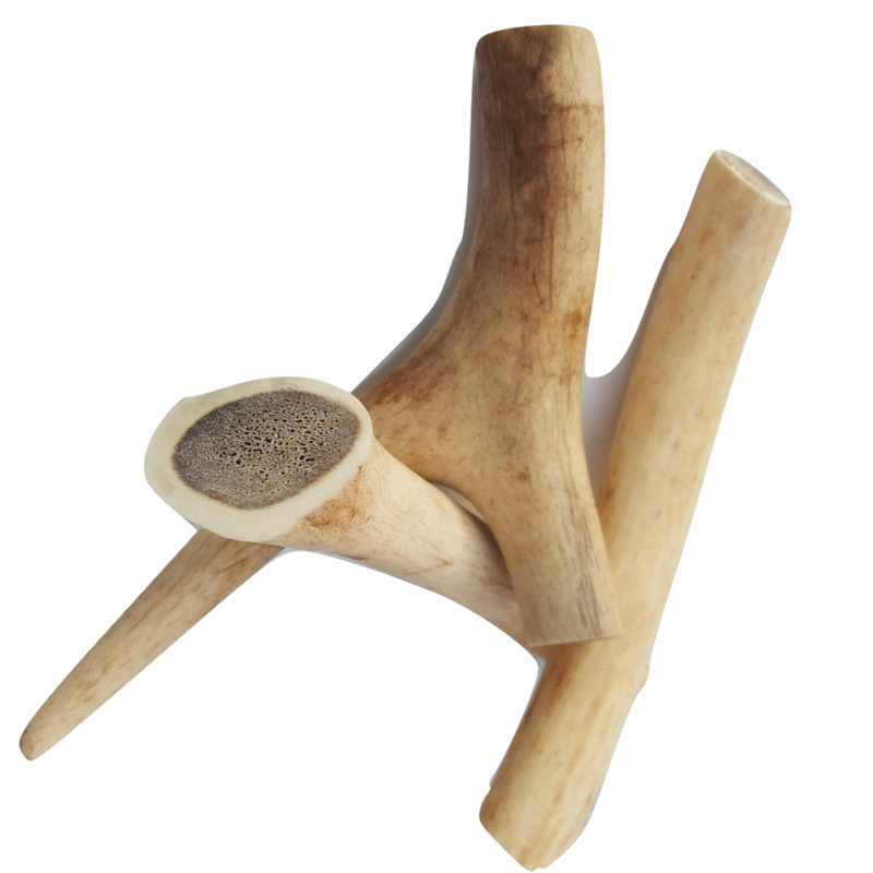 Antlers for Dogs Medium