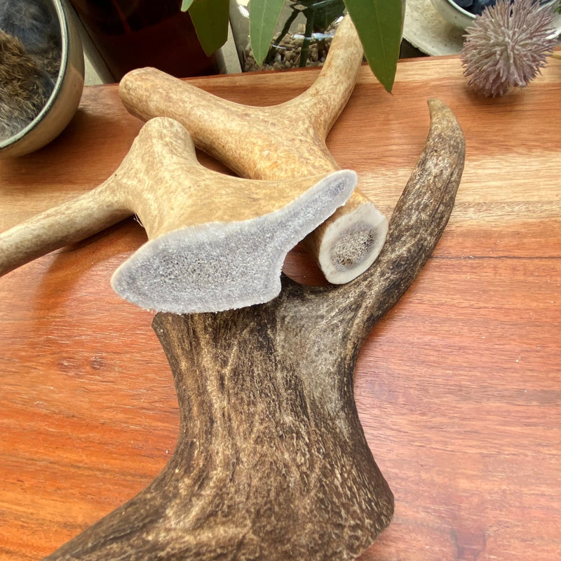  large antler chew for dogs